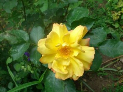 1401622513216 - Florile mamei 2014