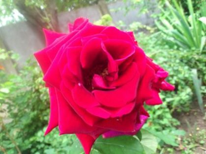 1401622601968 - Florile mamei 2014