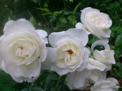 1401622566991 - Florile mamei 2014