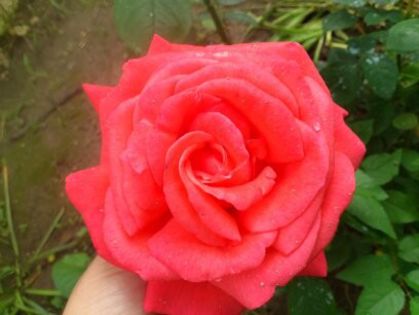 1401622617093 - Florile mamei 2014