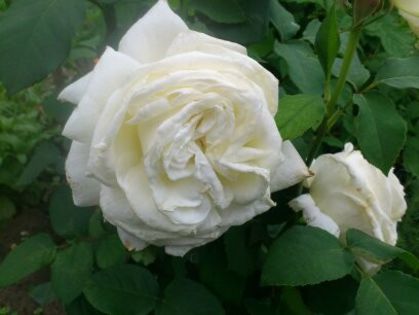 1401622971122 - Florile mamei 2014