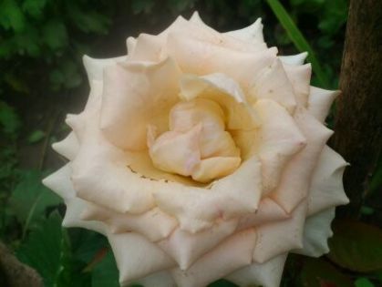 1401622981358 - Florile mamei 2014