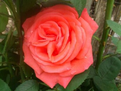 1401623021048 - Florile mamei 2014