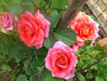 1401623030127 - Florile mamei 2014