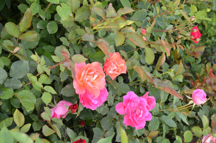 DSC_6350 - Trandafirii 2014