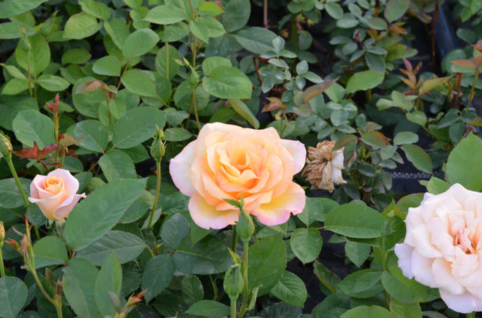 DSC_6360 - Trandafirii 2014