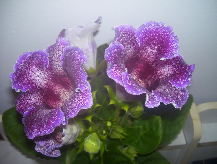  - gloxinia 2014