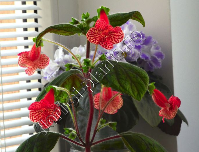 Kohleria Luci s Baby One
