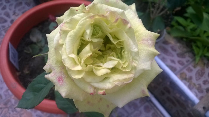 Trandafir verde de la Dimov - GRADINA MEA DE VIS