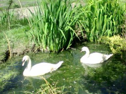 P270414_1448[02] - Lebede Albe