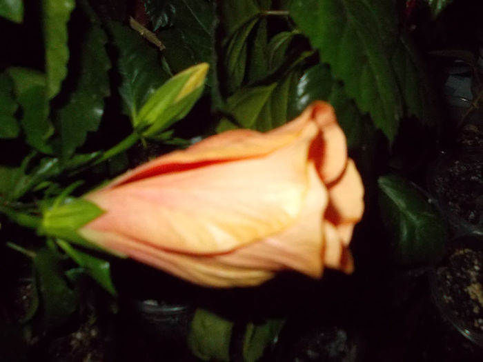 6 mai 2014-flori 052 - mai 2014