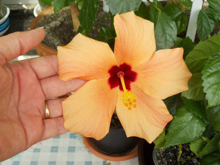 6 mai 2014-flori 066 - mai 2014