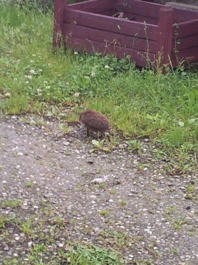 Cel mai nou prieten!