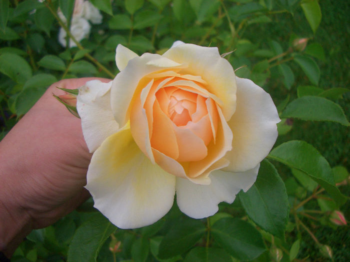 'Ginger Syllabub' • HARjolly - Trandafiri 2014 - Part III