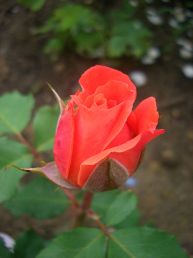 'Emilien Guillot ®' • MASemgui; Shrub.  Generosa ® Collection.  Bred by Dominique Massad (France, 1997).
