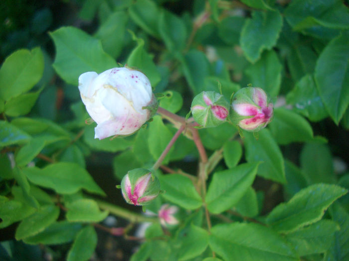 'Aimée Vibert' • Nivea (noisette, Vibert, 1828) • Unique (syn. Aimée Vibert); Noisette.  Bred by Jean-Pierre Vibert (France, 1828).
