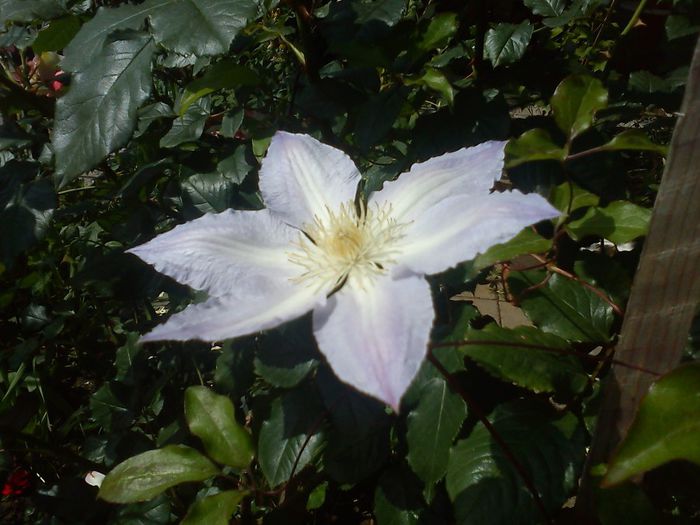 DSC08827 - CLEMATITE