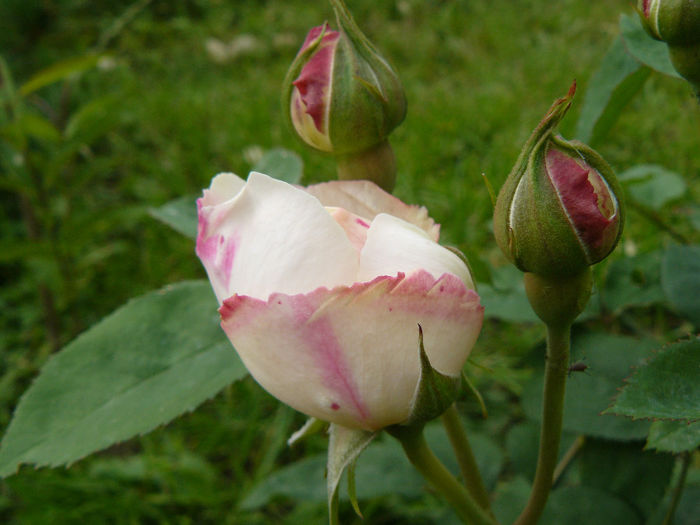 Winchester Catedral - Trandafirii mei_2014