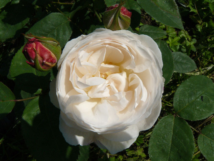 Winchester Catedral - Trandafirii mei_2014