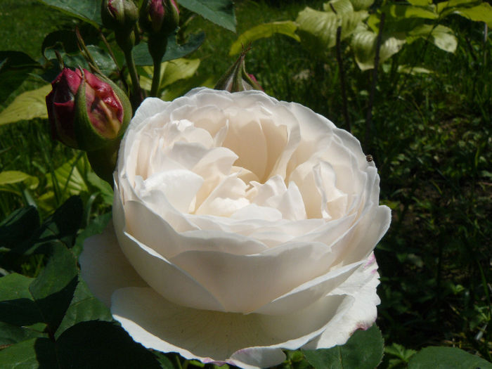 Winchester Catedral - Trandafirii mei_2014