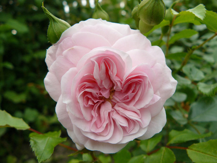 Larissa - Trandafirii mei_2014