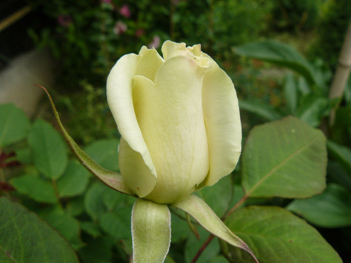 Virgo ? - Trandafirii mei_2014