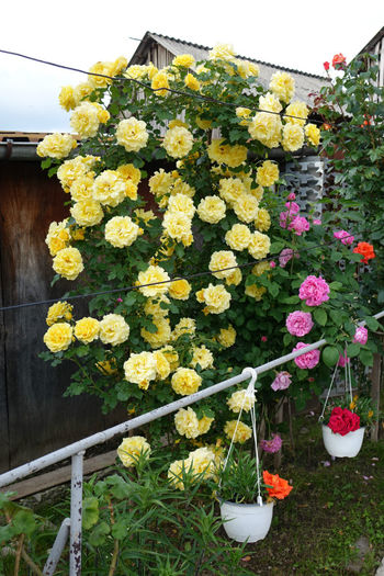 DSC00268 - FLORI 2017