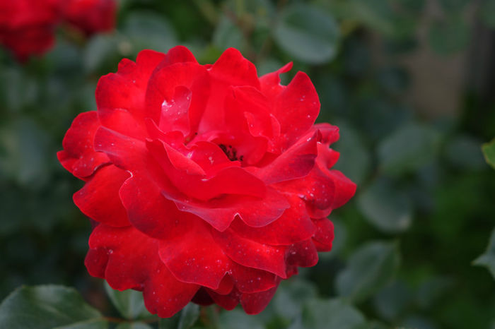 DSC00291 - FLORI 2017