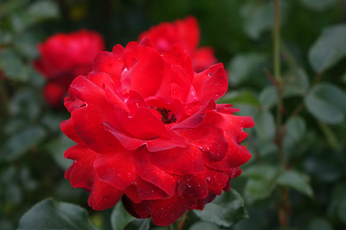 DSC00292 - FLORI 2017