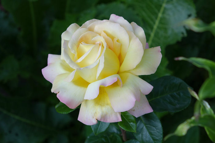 DSC00293 - FLORI 2017