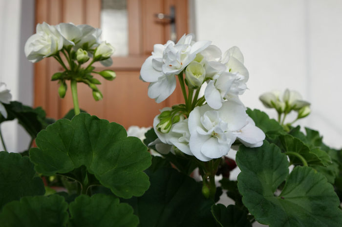 DSC00295 - FLORI 2017
