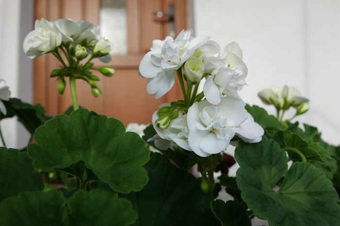 DSC00296 - FLORI 2017