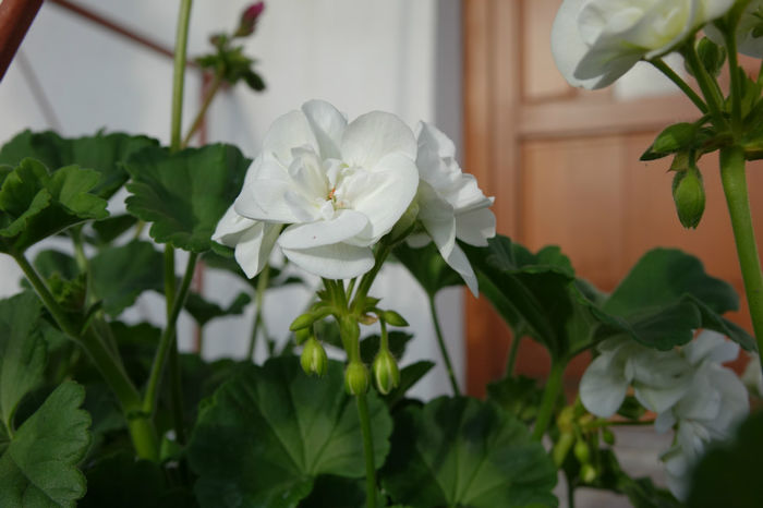 DSC00298 - FLORI 2017