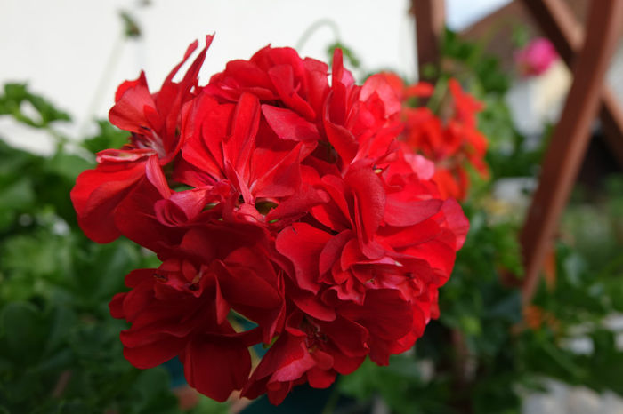 DSC00300 - FLORI 2017