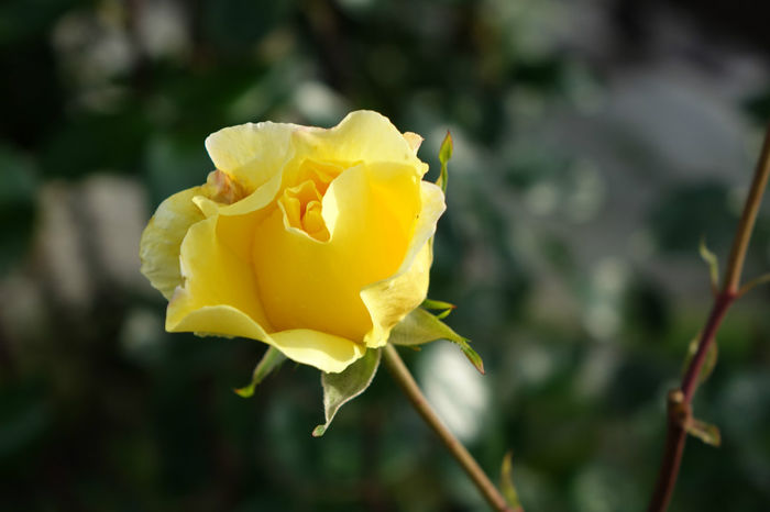DSC00309 - FLORI 2017