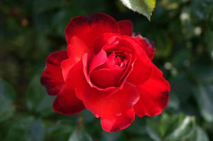 DSC00310 - FLORI 2017