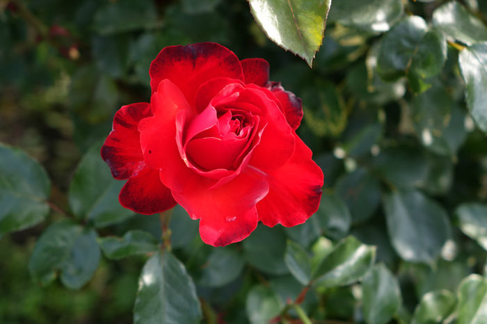 DSC00314 - FLORI 2017