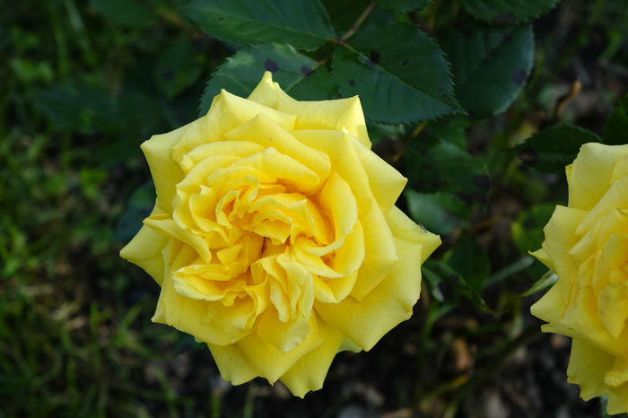 DSC00323 - FLORI 2017