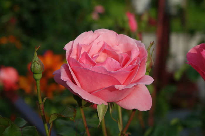 DSC00331 - FLORI 2017