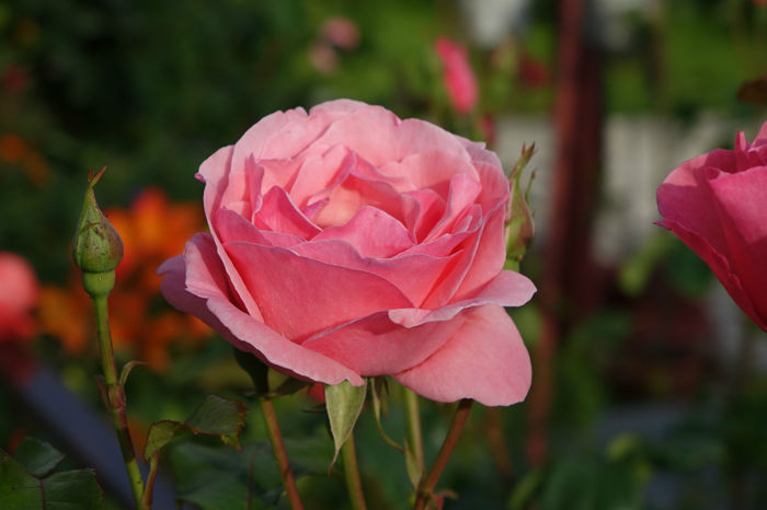 DSC00333 - FLORI 2017