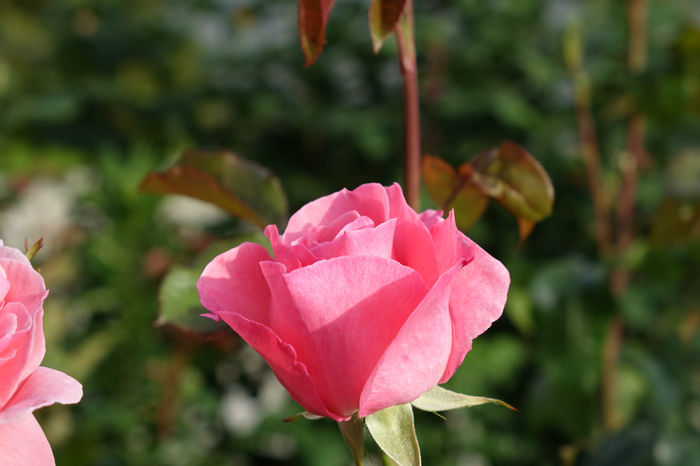 DSC00335 - FLORI 2017