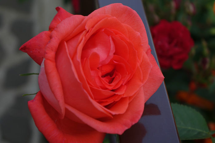 DSC00338 - FLORI 2017