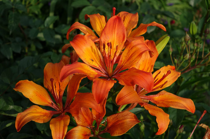 DSC00341 - FLORI 2017