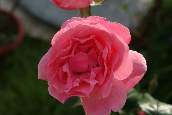 DSC00342 - FLORI 2017