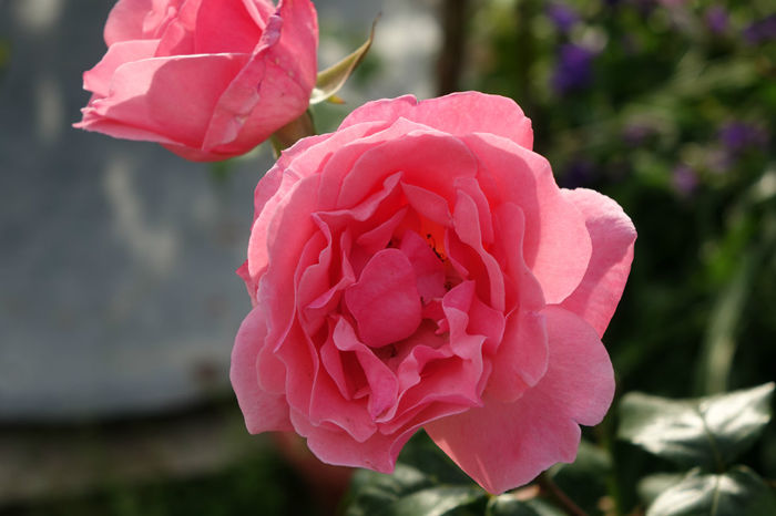 DSC00343 - FLORI 2017