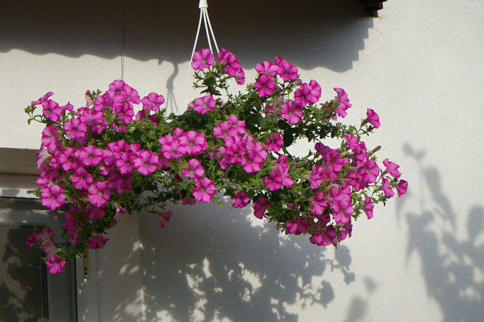 DSC00345 - FLORI 2017