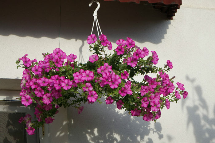 DSC00346 - FLORI 2017