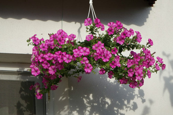 DSC00347 - FLORI 2017