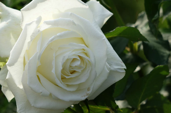 DSC00348 - FLORI 2017