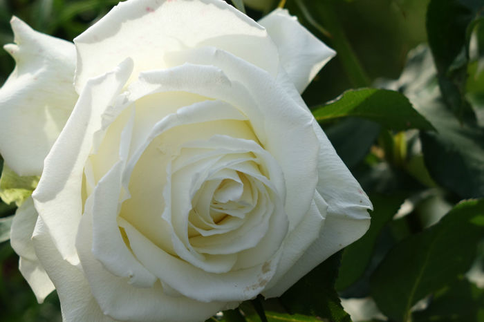 DSC00349 - FLORI 2017